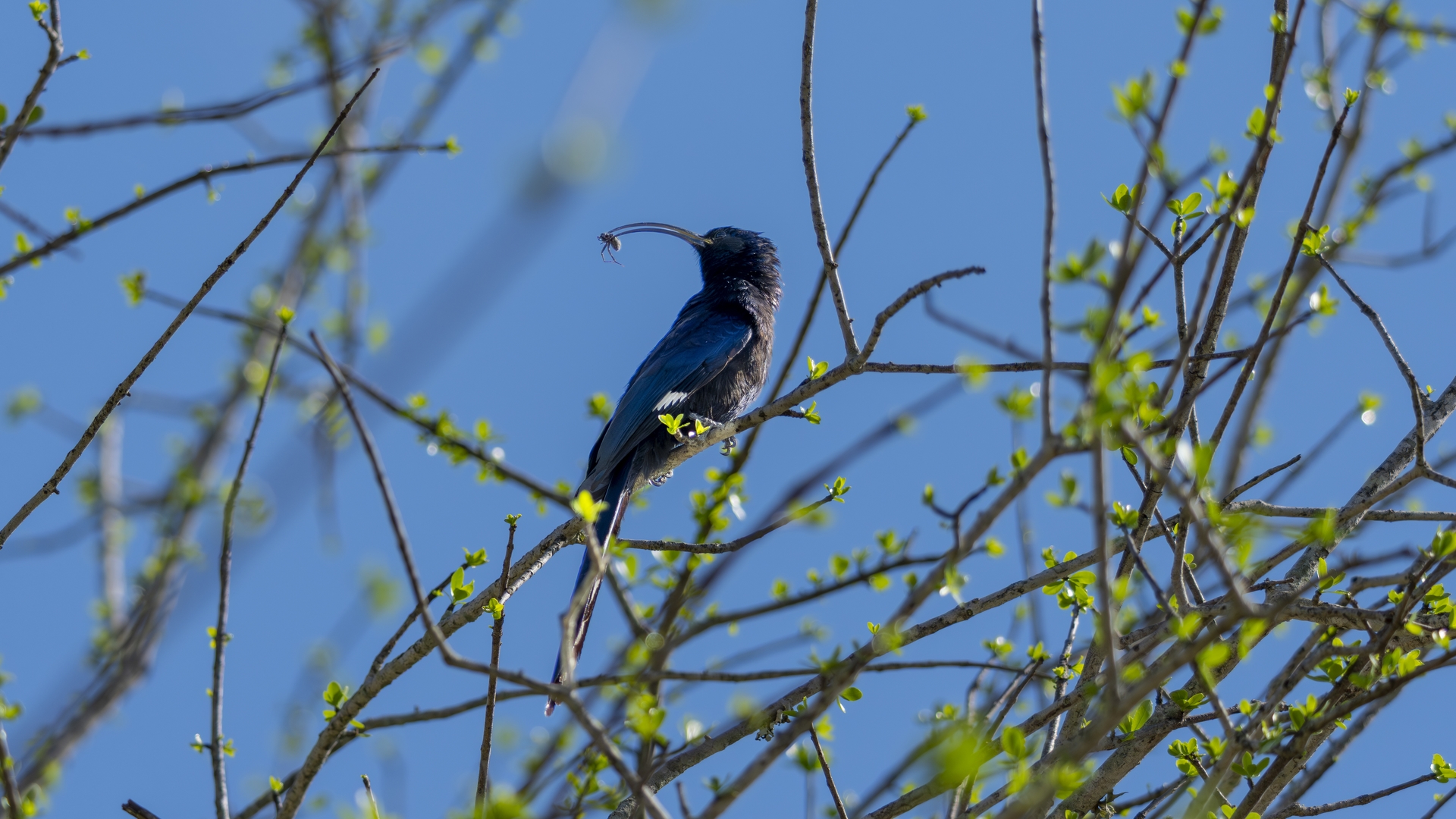 Kruger25 2025 11 01 08 46 50 ILCE 1M2 1976